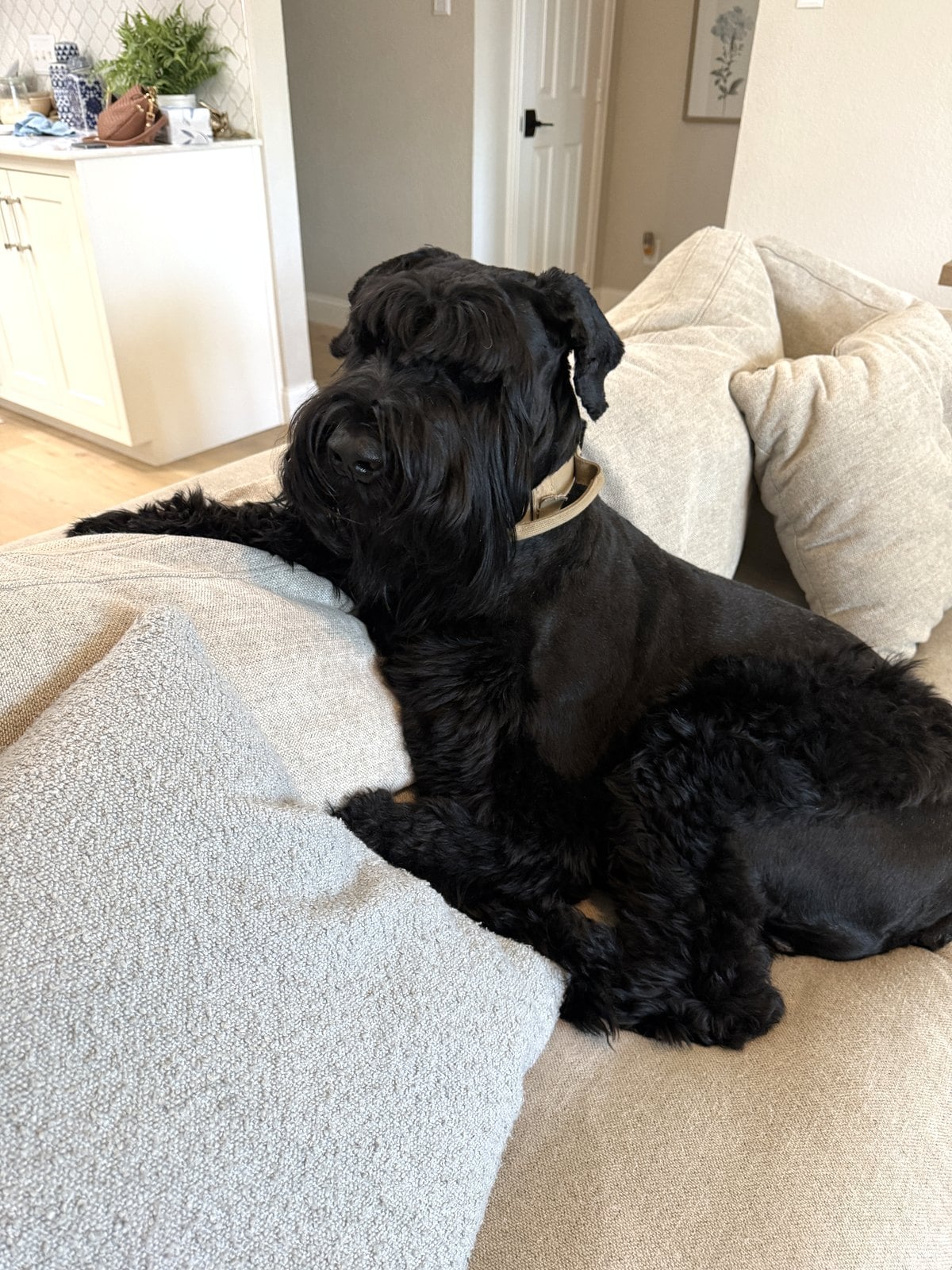 King of the couch