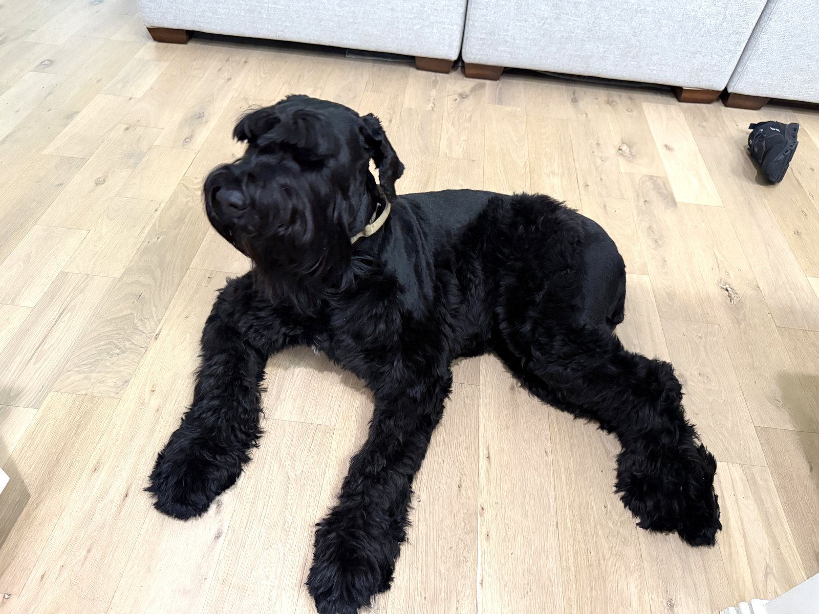 Joint Supplements for Big Dogs: Do They Actually Work? What Vets Say