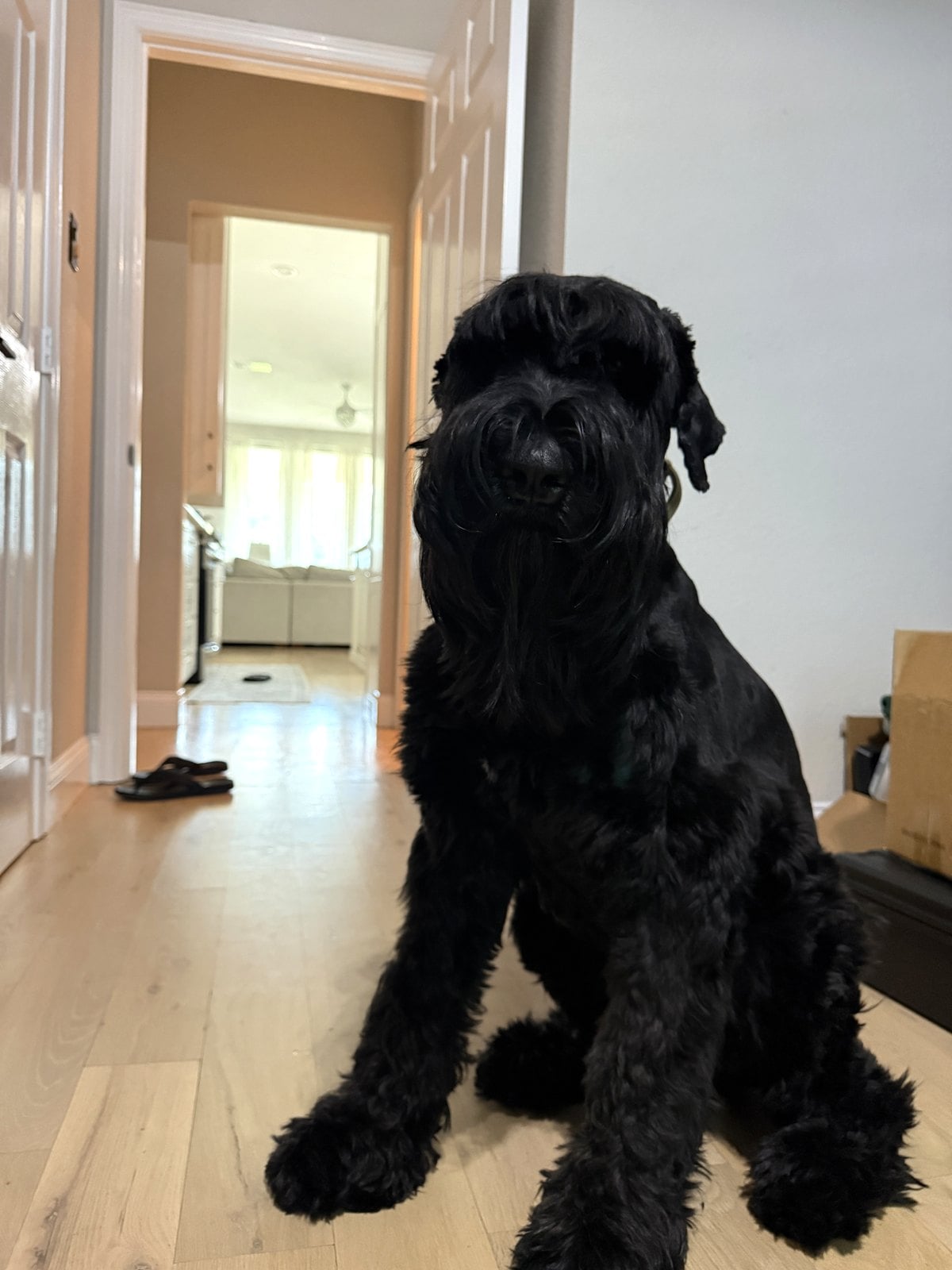 Trimming Black Dog Nails on a Big Dog: Why Owners Switch to a Grinder