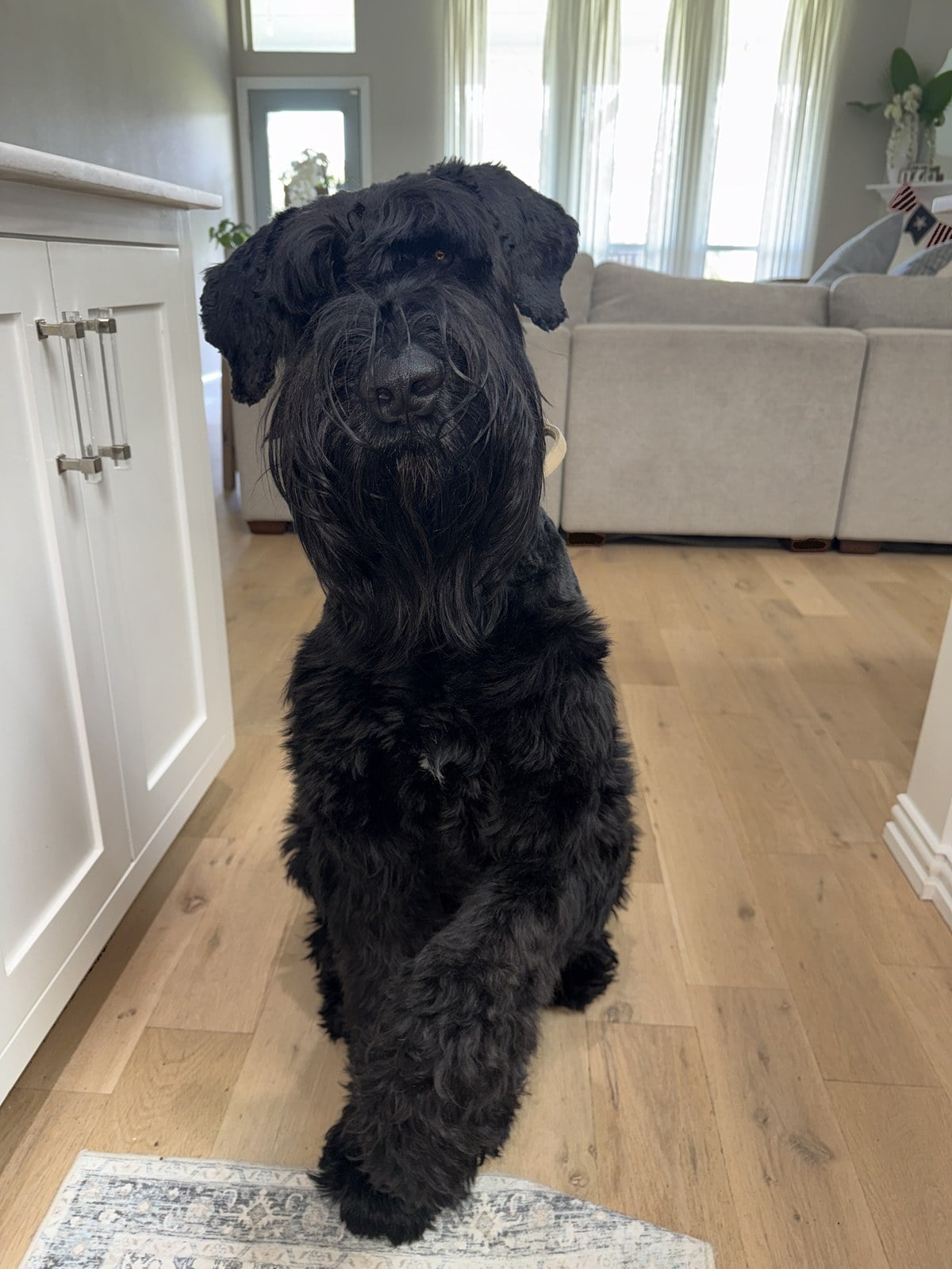 Tuxedo, head tilted, considering your offer