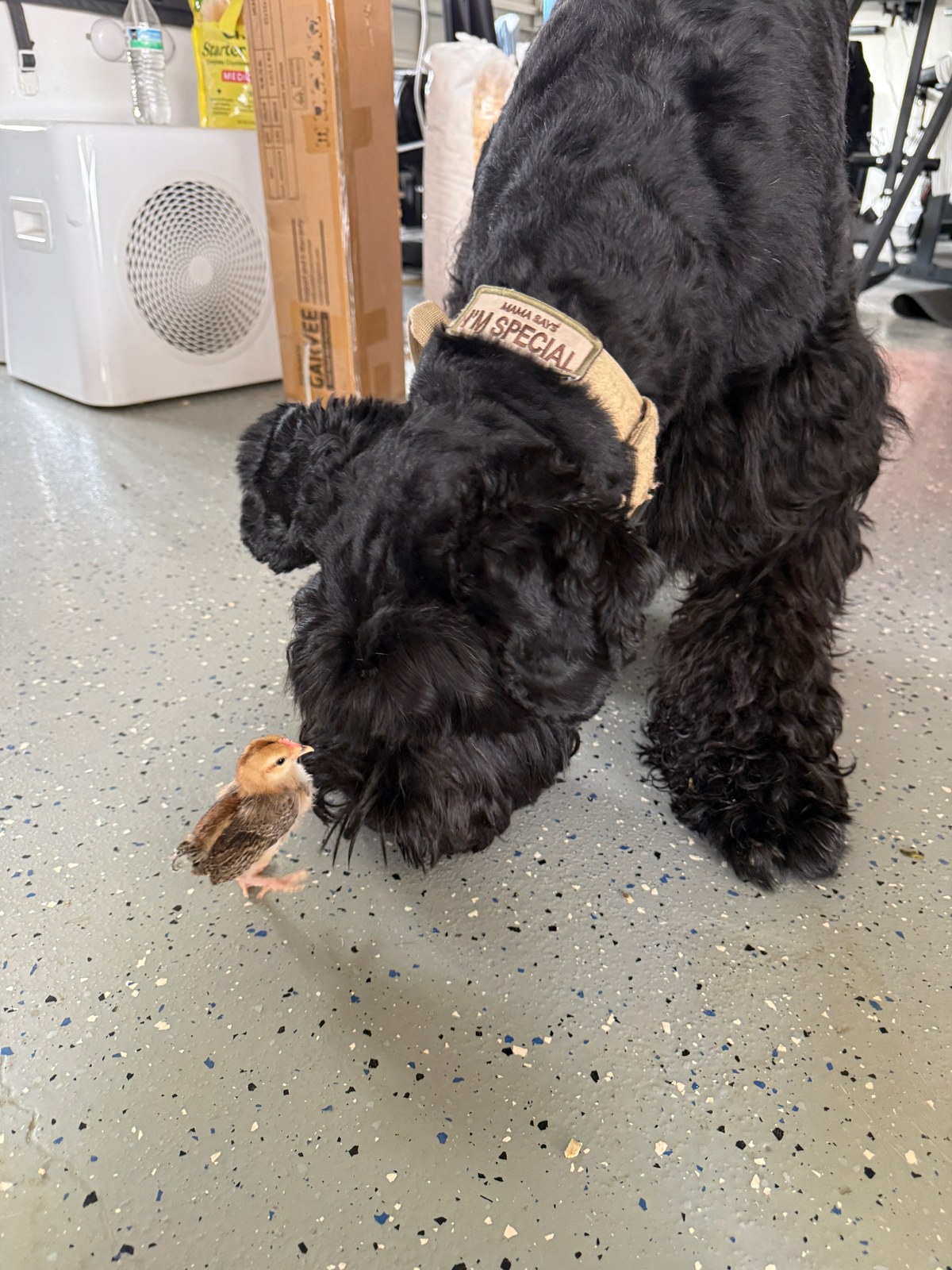 Dog Treat Pouch: How We’re Training a Giant Schnauzer to Be Polite Around Chickens