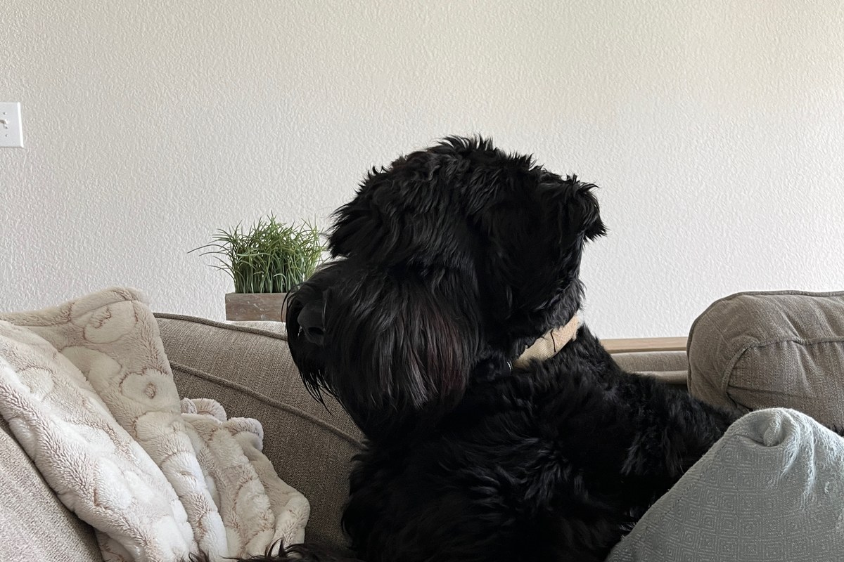 The Fall Paw-Care Kit: 3 Things We Keep by the Door for a Big Dog