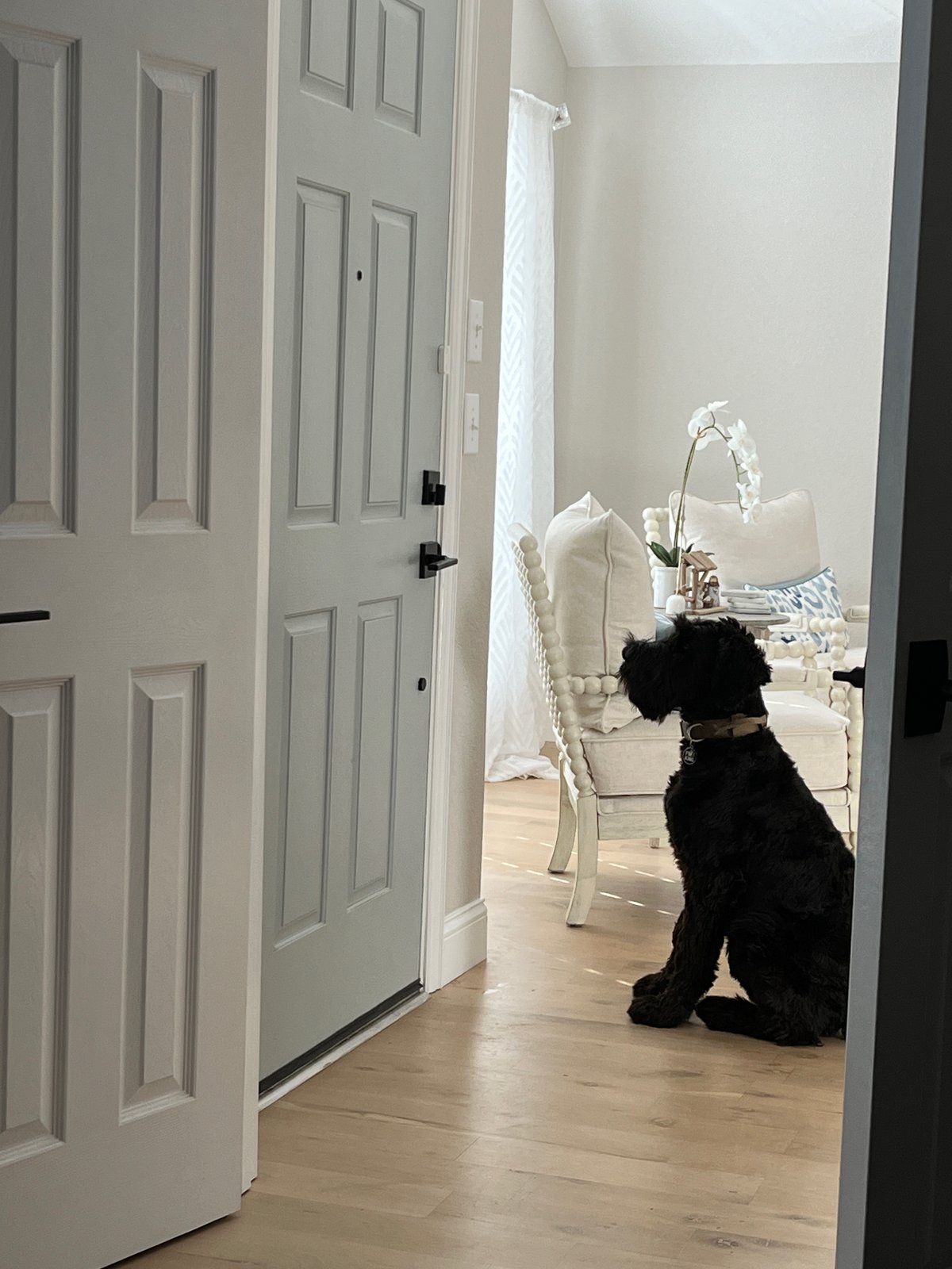 Dog Boots for Big Dogs: Getting a Giant Schnauzer Ready for Fall