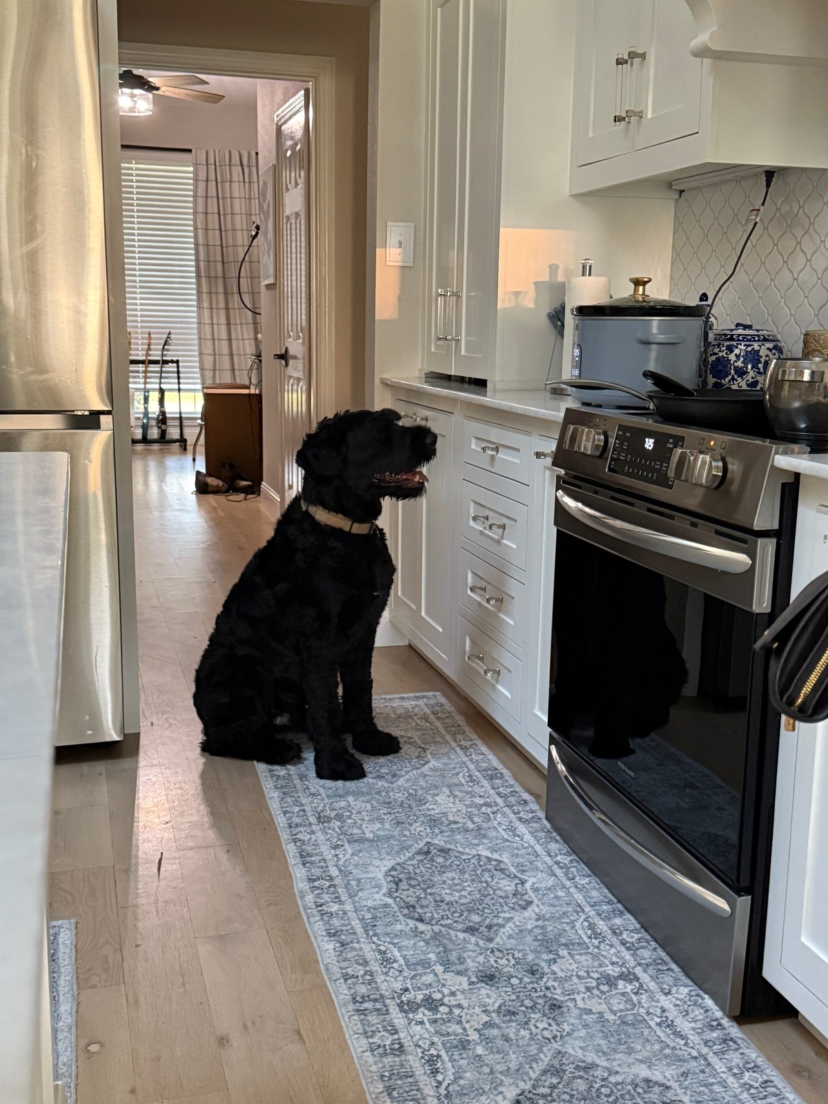Bully Sticks for Big Dogs: The Honest Vet Verdict Before You Buy