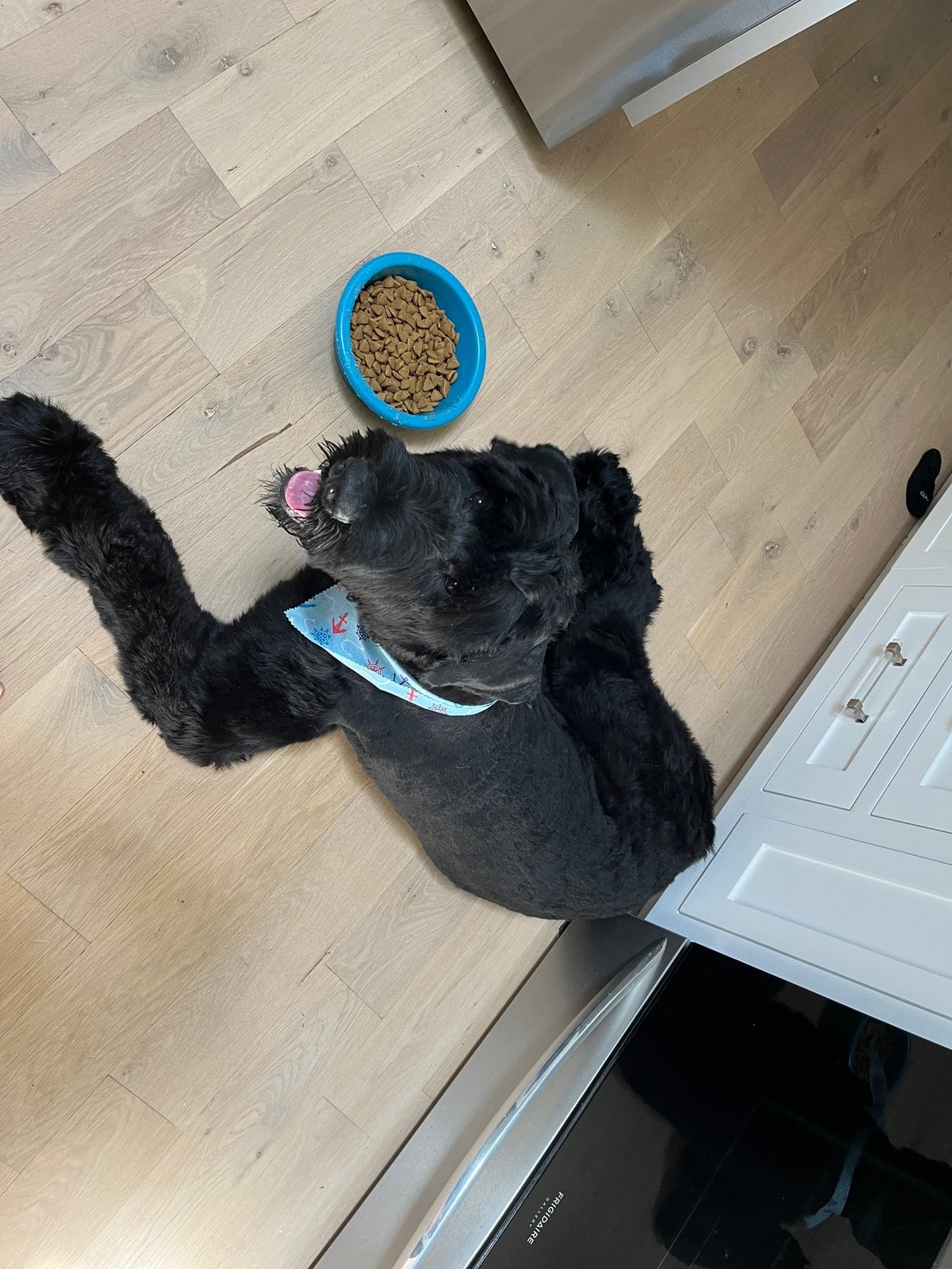 The $7 Doorbell That Taught Our 105-Pound Dog to Ask Politely