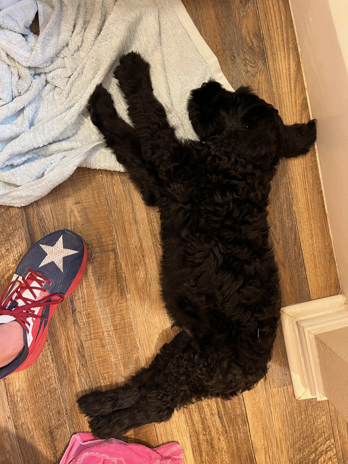 Elevated Dog Beds for Large Dogs: Why Your Big Dog Keeps Choosing the Tile Floor