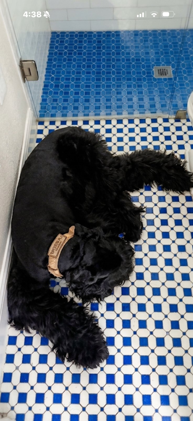 The Big-Dog Bath Day Kit: Brush, Wash, Dry — In That Order