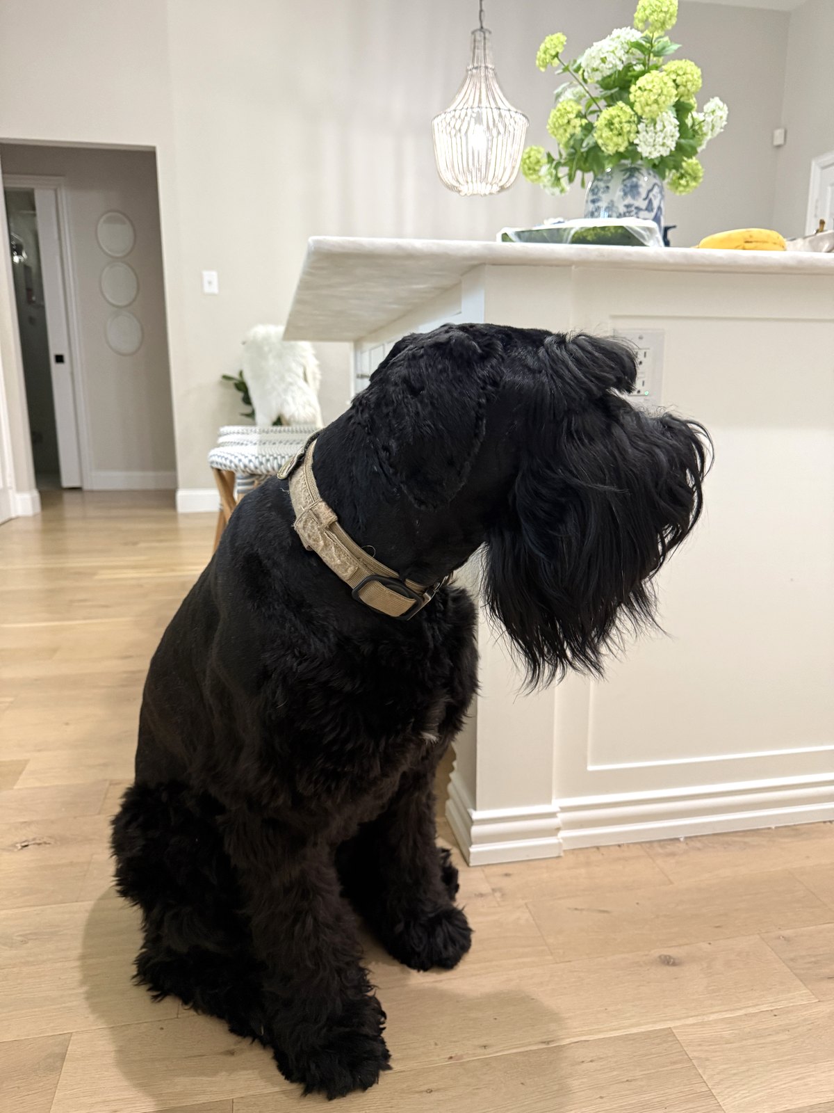 Dog Food Storage Containers: The Whole-Bag Rule Most Big-Dog Owners Break