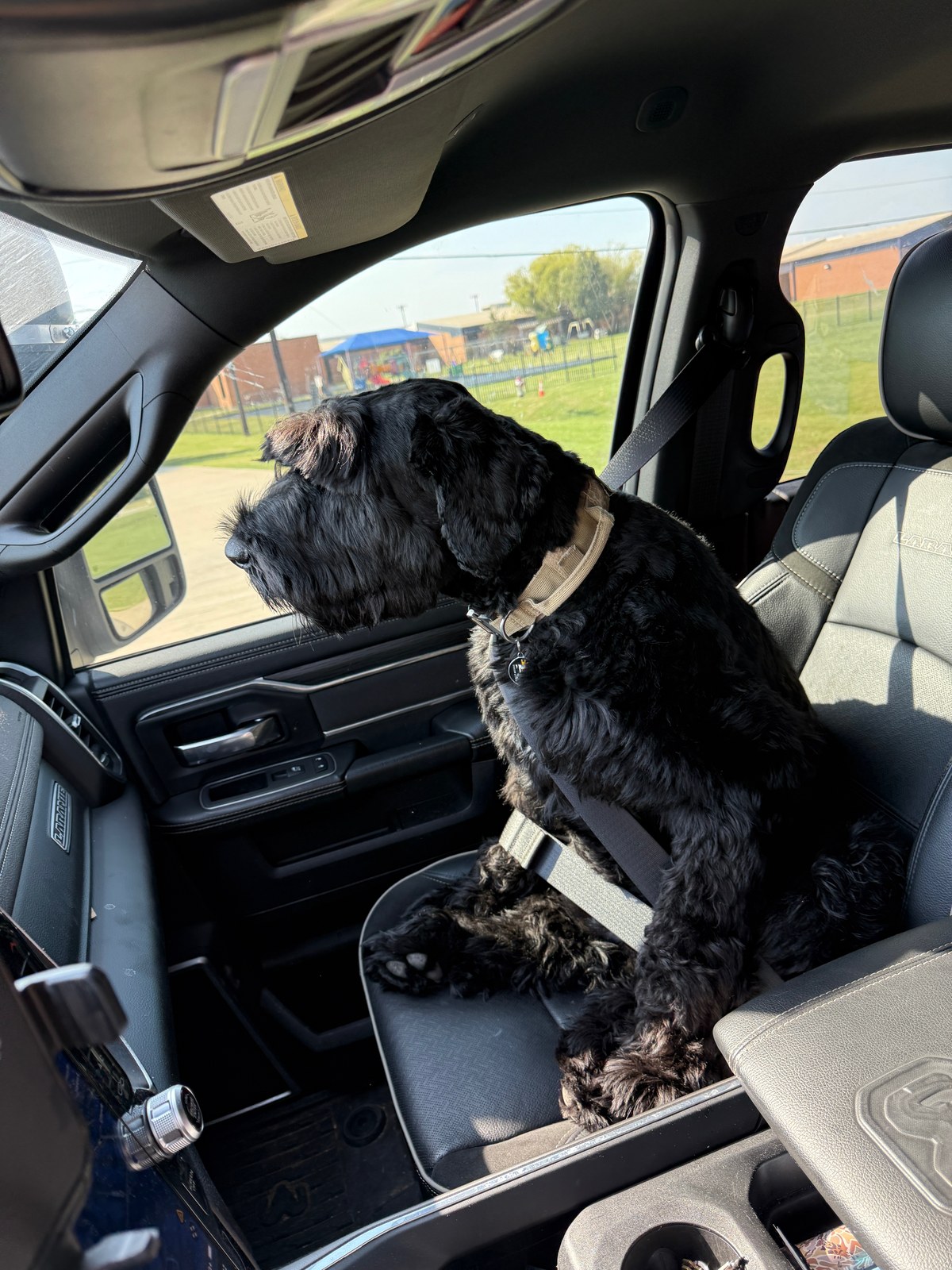 Dog Seat Covers for Large Dogs: The Back-Seat Fix Vets’ Car-Safety Rules Point To