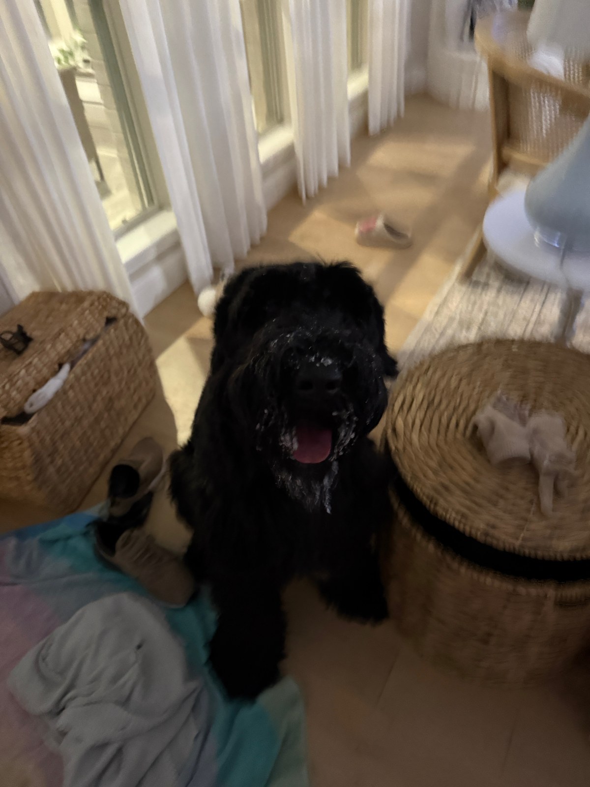 Brushing Your Dog’s Teeth: The 80% Problem and the $15 Vet-Standard Kit